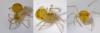 Paidiscura pallens
